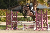 Vente de cheval : Lam du Clos Joli